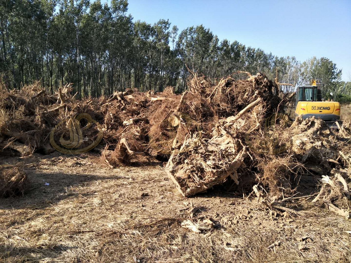 郑州金鹏大型湿树根粉碎机在林区大料预粉碎中的应用